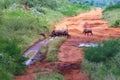 A herd of warthogs cross the road in Tsavo East, Kenya. There are little wild pigs. It is a wildlife photo from Africa.