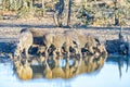 Herd of warthogs drinking water in a dam Royalty Free Stock Photo