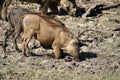 Warthogs grazing