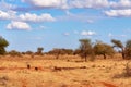 A herd of warthogs is savage and buzzing in safari in kenya, Africa. Trees and grass Royalty Free Stock Photo