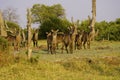 Herd of Water Buck checking us out Royalty Free Stock Photo