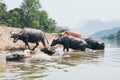 Herd of water buffalo standing at the waterfront near Nong Khiaw village, Laos Royalty Free Stock Photo