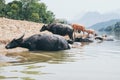 Herd of water buffalo standing at the waterfront near Nong Khiaw village, Laos Royalty Free Stock Photo