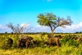Herd of Water Buffaloes grazing in Kruger National Park Royalty Free Stock Photo