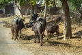 herd of water buffaloes on streets of Indian villages Royalty Free Stock Photo