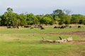 Herd of water buffaloes in Uda Walawe National Park, Sri Lan