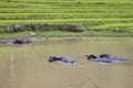 Herd of water buffaloes Royalty Free Stock Photo