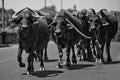 A herd of water buffaloes walking along the road Royalty Free Stock Photo