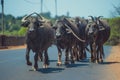 A herd of water buffaloes walking along the road Royalty Free Stock Photo