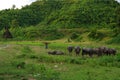 A herd of water buffaloes in the warm late afternoon sun in Mrauk U, Myanmar