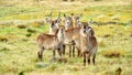 Herd of Waterbuck in Africa