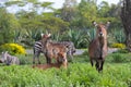 Herd of Waterbuck antelope relax on the lawn in a natural environment male resting on the green lawn Royalty Free Stock Photo