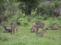 A Herd of Waterbuck in Madikwe, South Africa