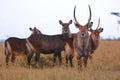 Herd of waterbucks at masai mara