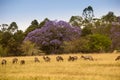 Herd of Waterbucks standing in Savannah of Mlilwane Wildlife Sanctuary, Swaziland