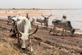 A herd of white African cows, Zebu, Senegal, Africa