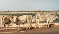 A herd of white African cows, Zebu, Sine saloum, Senegal, Africa Royalty Free Stock Photo