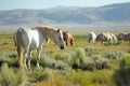 A herd of white and bay horses graze in a green valley among the mountains in summer Royalty Free Stock Photo