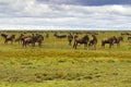 Herd of White Bearded Wildebeest migration, Brindled gnu Antelope in Serengeti Plains in Tanzania, East Africa