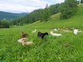 A herd of white and black goats grazes on green grass in summer in the Altai mountains. Mobile photo Royalty Free Stock Photo