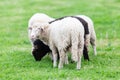 Herd of white and black sheep in a pasture Royalty Free Stock Photo