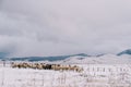 Herd of white and black sheep walks through a fenced snow-covered pasture in a mountain valley Royalty Free Stock Photo