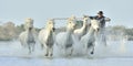Herd of White Camargue Horses galloping through water
