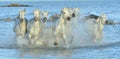 Herd of White Camargue Horses running on the water . Royalty Free Stock Photo