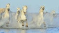 Herd of White Camargue Horses running on the water . Royalty Free Stock Photo