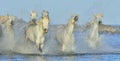 Herd of White Camargue Horses running on the water . Royalty Free Stock Photo