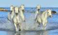 Herd Of White Camargue Horses Running On The Water .