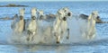 Herd of White Camargue Horses running on the water . Royalty Free Stock Photo