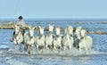 Herd of White Camargue Horses running on the water .