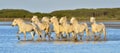 Herd of White Camargue Horses running on the water Royalty Free Stock Photo