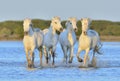 Herd of White Camargue Horses running on the water Royalty Free Stock Photo