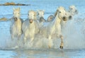 Herd of White Camargue Horses running on the water . Royalty Free Stock Photo