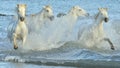 Herd of White Camargue Horses running on the water . Royalty Free Stock Photo