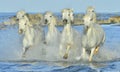 Herd of White Camargue horses running through water Royalty Free Stock Photo