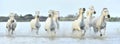 Herd of White Camargue horses running through water Royalty Free Stock Photo