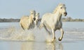 Herd of White Camargue horses running through water