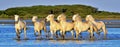 Herd of White Camargue horses running through water Royalty Free Stock Photo