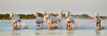 Herd Of White Camargue Horses Running Through Water