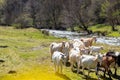 Herd of white and colorful young goats, in nature on the bank of a mountain river Royalty Free Stock Photo