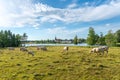 Herd of white cows grazing in a green summer field just by a lake in Sweden Royalty Free Stock Photo