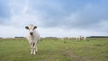 herd of white cows on the island of texel under blue sky with clouds in summer Royalty Free Stock Photo