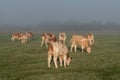 A herd of white cows with orange spots grazes dewy grass on a pasture lit by the early morning sun during a foggy morning