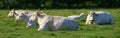 Herd of white cows roaming and resting on sustainable farm in pasture field in countryside. Raising and breeding