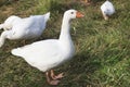 Herd of white domestic geese