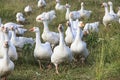 Herd of white domestic geese