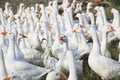 Herd of white domestic geese